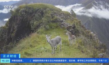 三江源国家公园：红外相机记录到多种珍稀野生动物高清活动影像
