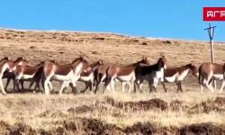 藏野驴悠然散步三江源国家公园