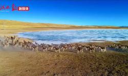 玛多：首次近距离拍摄大规模藏野驴种群