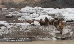 三江源国家公园的白唇鹿饮水时掉入江中