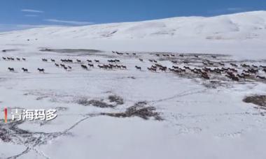 成群藏野驴冬日黄河源头雪中漫步