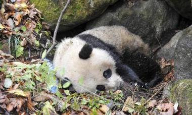 世界动物保护协会：保护动物 中国走在前列