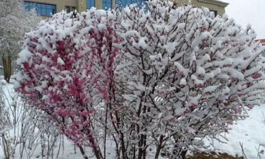 青海省多地5月大雪纷飞