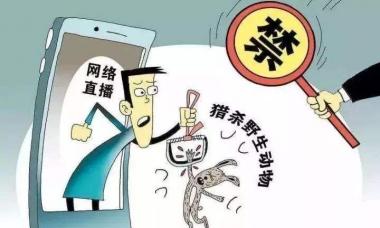 全国人大常委会法工委：今年拟修改野生动物保护法