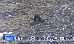 [朝闻天下]青海玉树 三江源国家公园记录棕熊携幼崽出窝画面