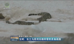 玉树：长江马蹄湾拍摄到雪豹觅食画面