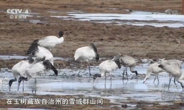 [远方的家]行走青山绿水间 冰原上的舞者——黑颈鹤