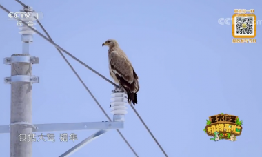 [正大综艺·动物来啦]大鵟在野生状态下鸟巢常见情况下建在什么地方