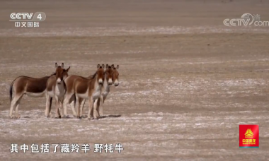 [远方的家]回望长江（1） 生活在高原上的精灵