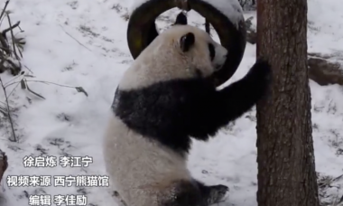 青海西宁迎来连续降雪 大熊猫雪地撒欢