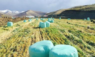 黑土滩变成了如今的饲草基地