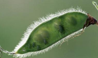 连续两年未发现有害生物可撤销疫区