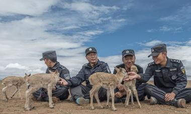 可可西里纪实电影短片《守护》今日将在央视一套播出