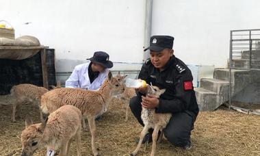 他把青春献给了可可西里