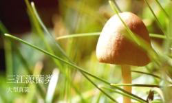 三江源生物多样性（一）