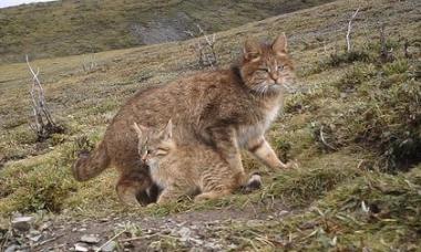 祁连山国家公园青海片区分布较高密度的荒漠猫种群