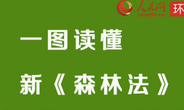 一图读懂新《森林法》新《中华人民共和国森林法》今起实施 将有这些变化