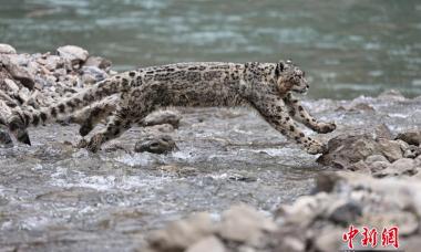 澜沧江源区生态管护、体验者拍雪豹渡河珍贵画面