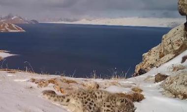 超萌！长大了！青海玛多县首次记录雪豹幼崽成长状态