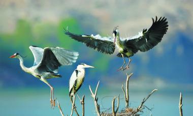 生态青海 野生珍禽的栖息繁殖地
