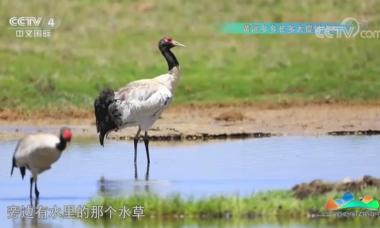 三江源国家级自然保护区 狂野黄河源（上）