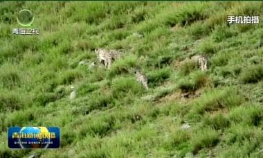 三江源国家公园：拍摄到4只雪豹同框画面