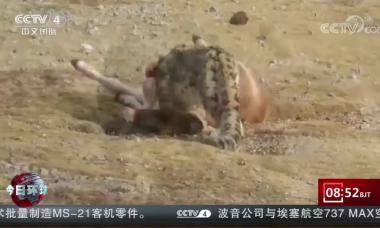 罕见！首次拍到雪豹啃食成年藏野驴画面